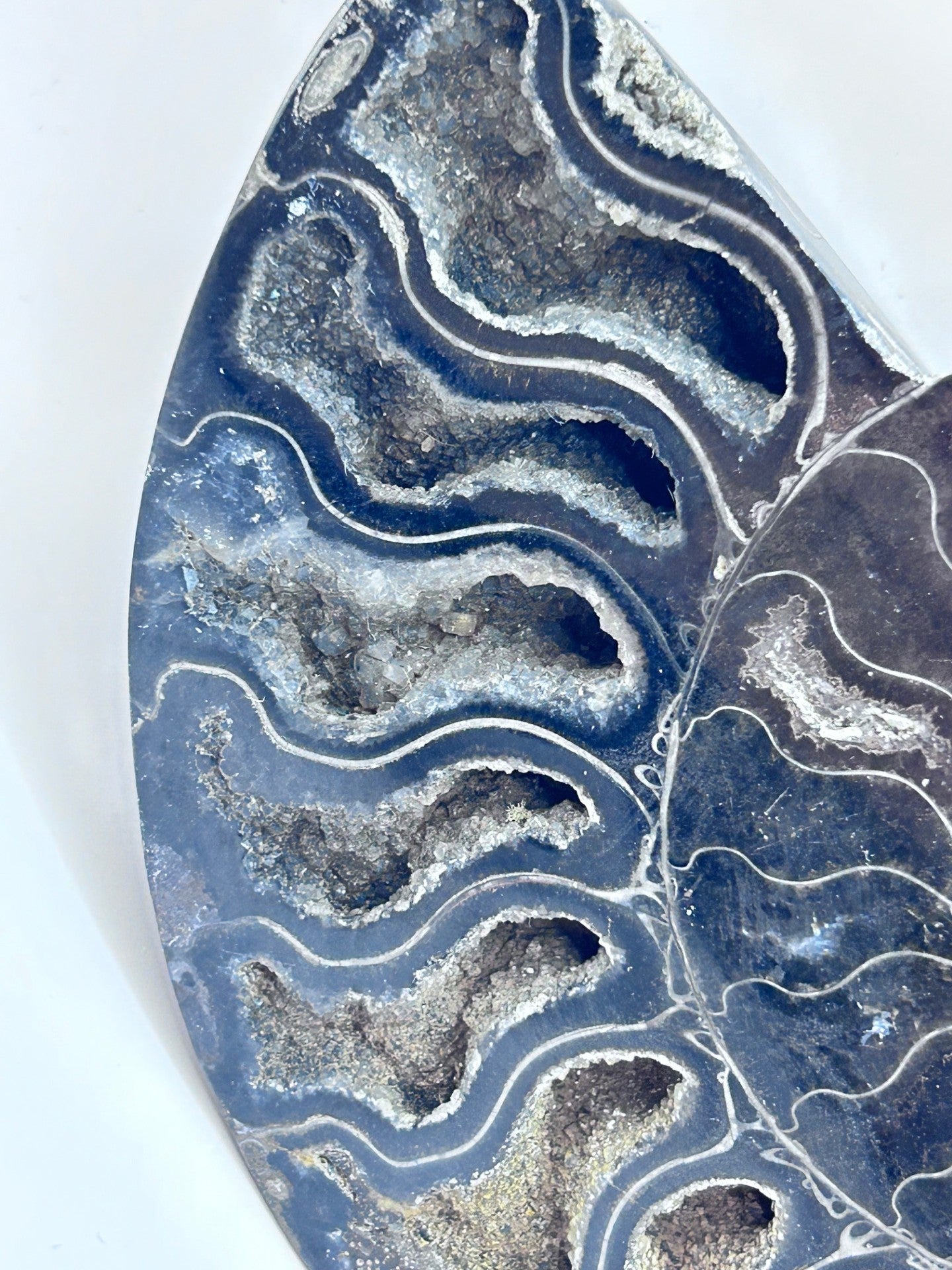 Fossil Ammonite (Cretaceous Period)