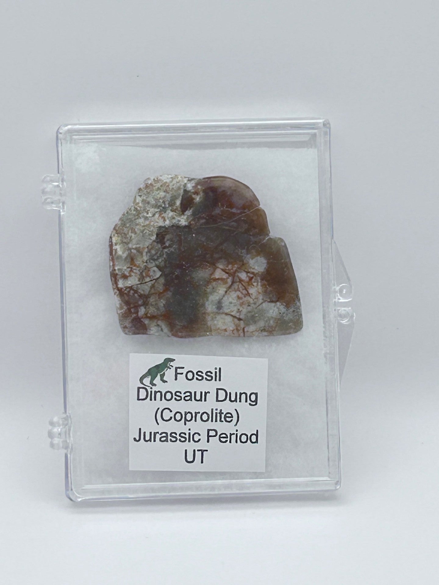 Jurassic Coprolite – Fossilized Dinosaur Dung