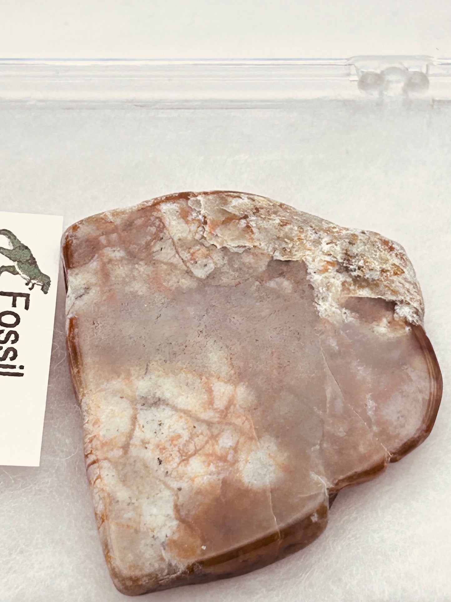 Jurassic Coprolite – Fossilized Dinosaur Dung