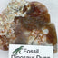 Jurassic Coprolite – Fossilized Dinosaur Dung