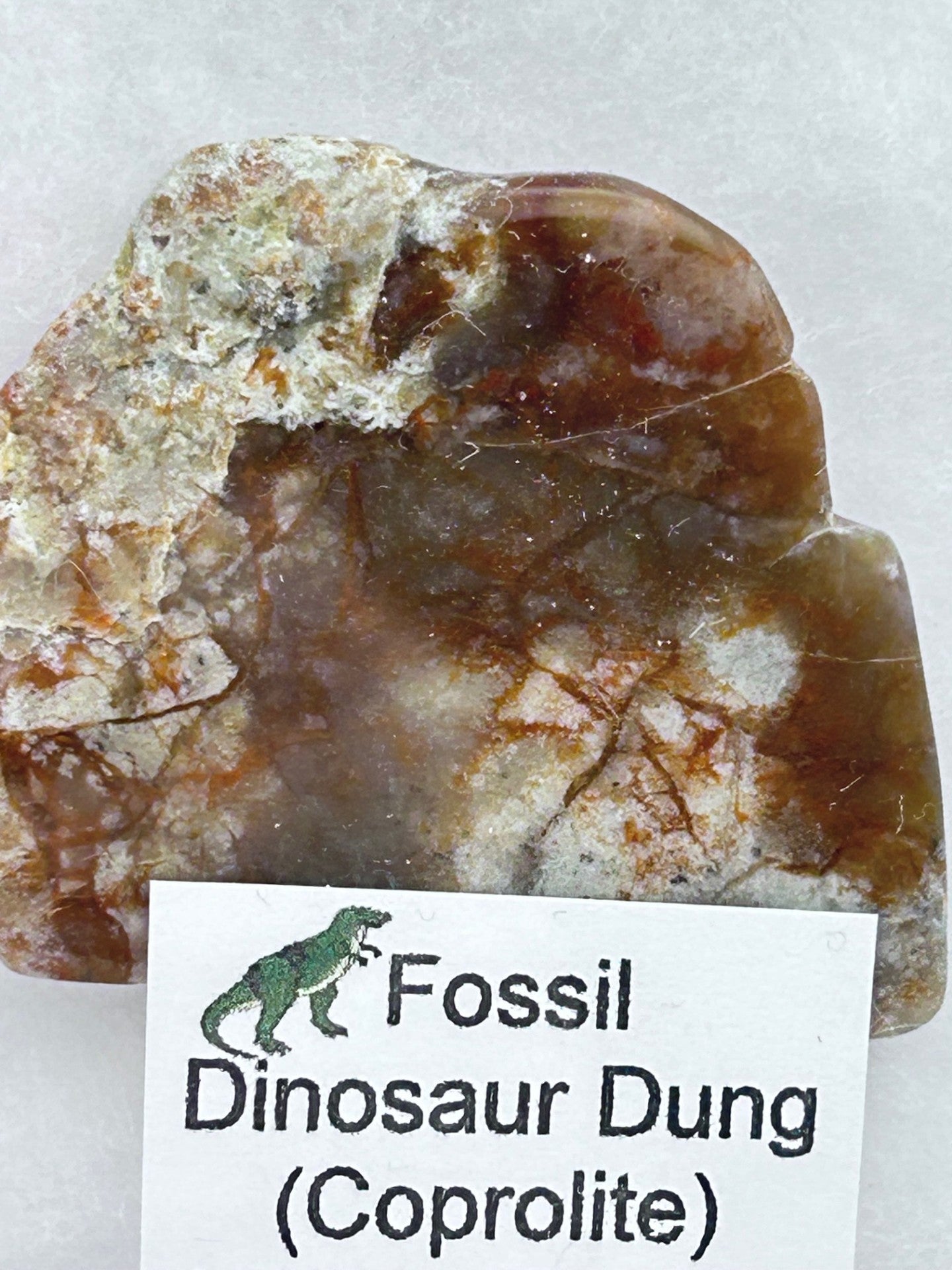 Jurassic Coprolite – Fossilized Dinosaur Dung