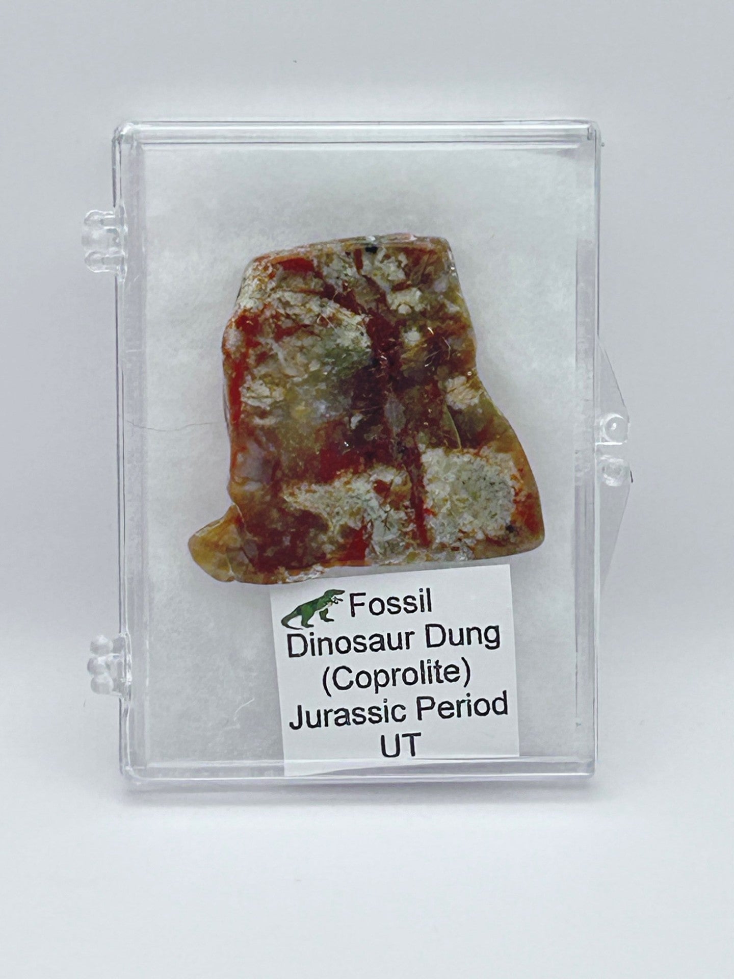 Jurassic Coprolite – Fossilized Dinosaur Dung