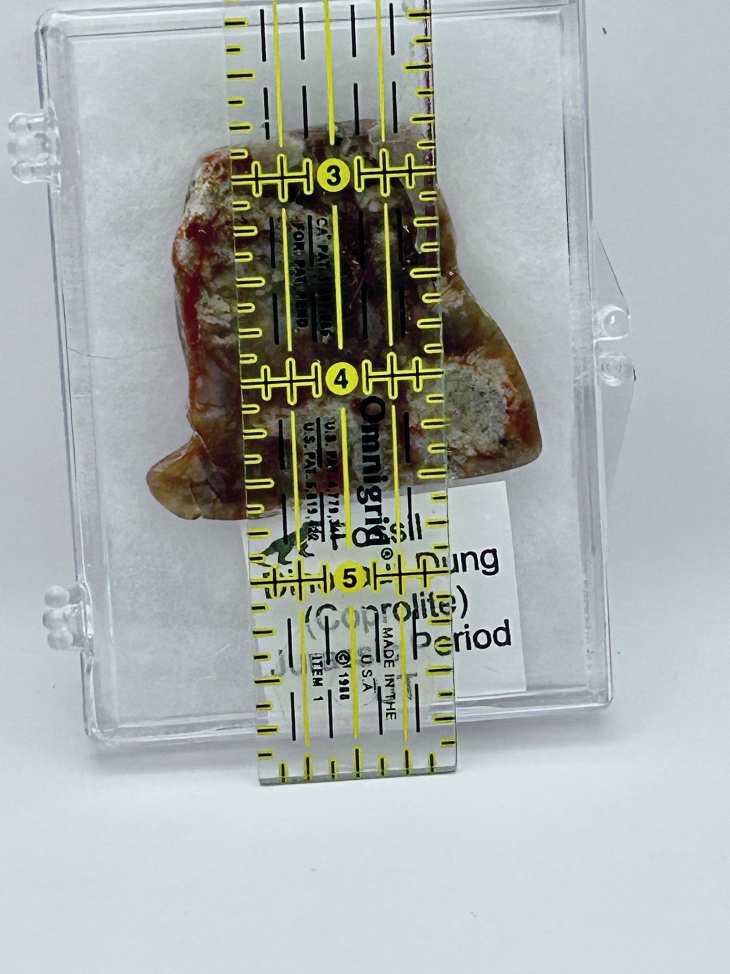 Jurassic Coprolite – Fossilized Dinosaur Dung