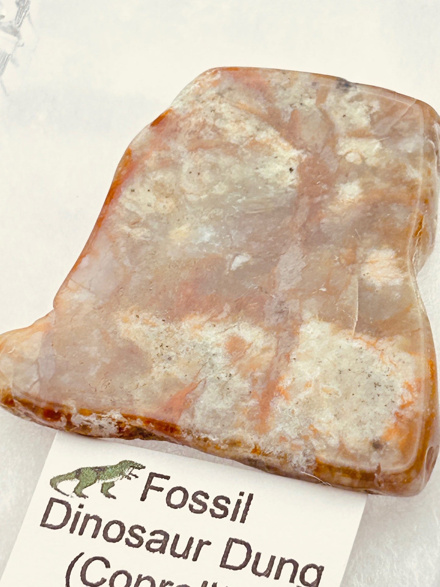 Jurassic Coprolite – Fossilized Dinosaur Dung