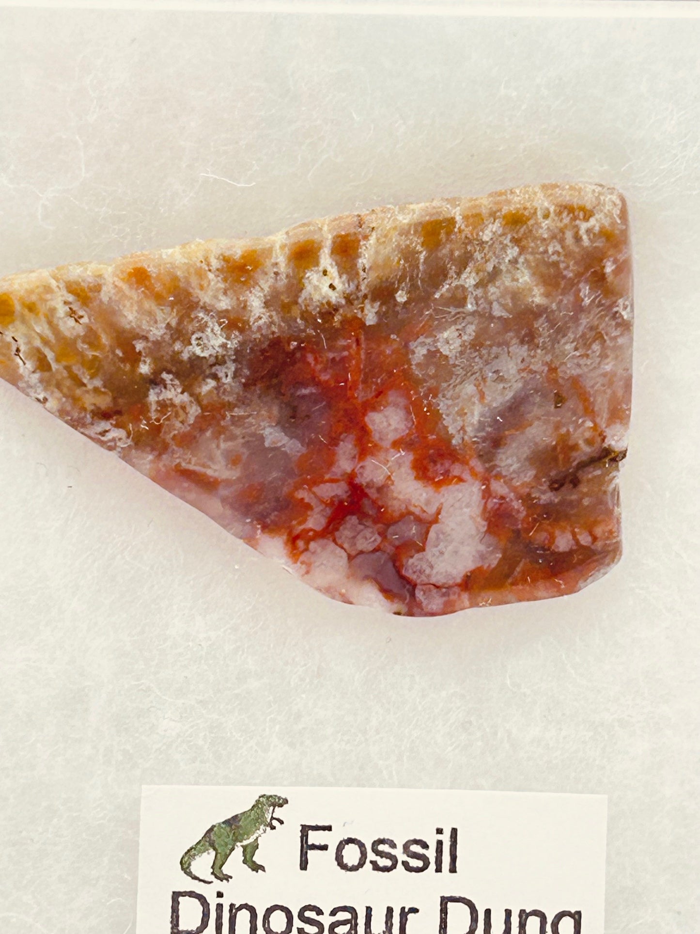 Jurassic Coprolite – Fossilized Dinosaur Dung