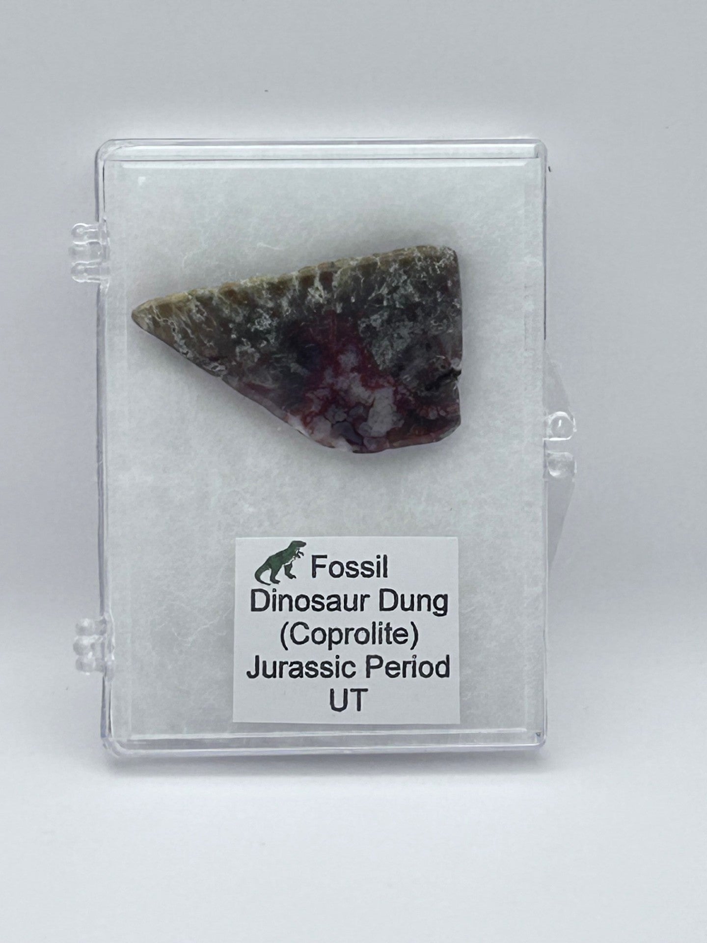 Jurassic Coprolite – Fossilized Dinosaur Dung