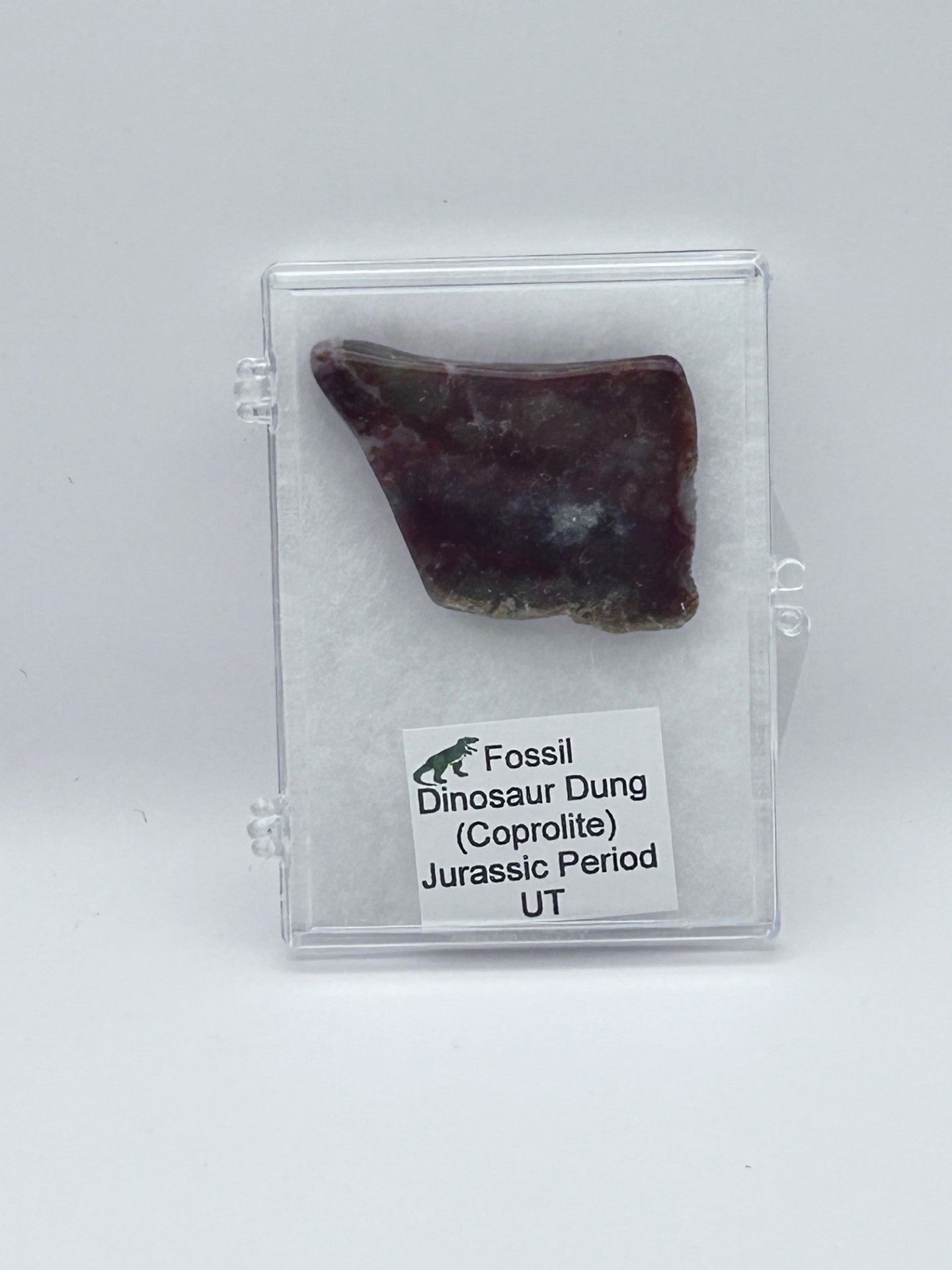 Jurassic Coprolite – Fossilized Dinosaur Dung