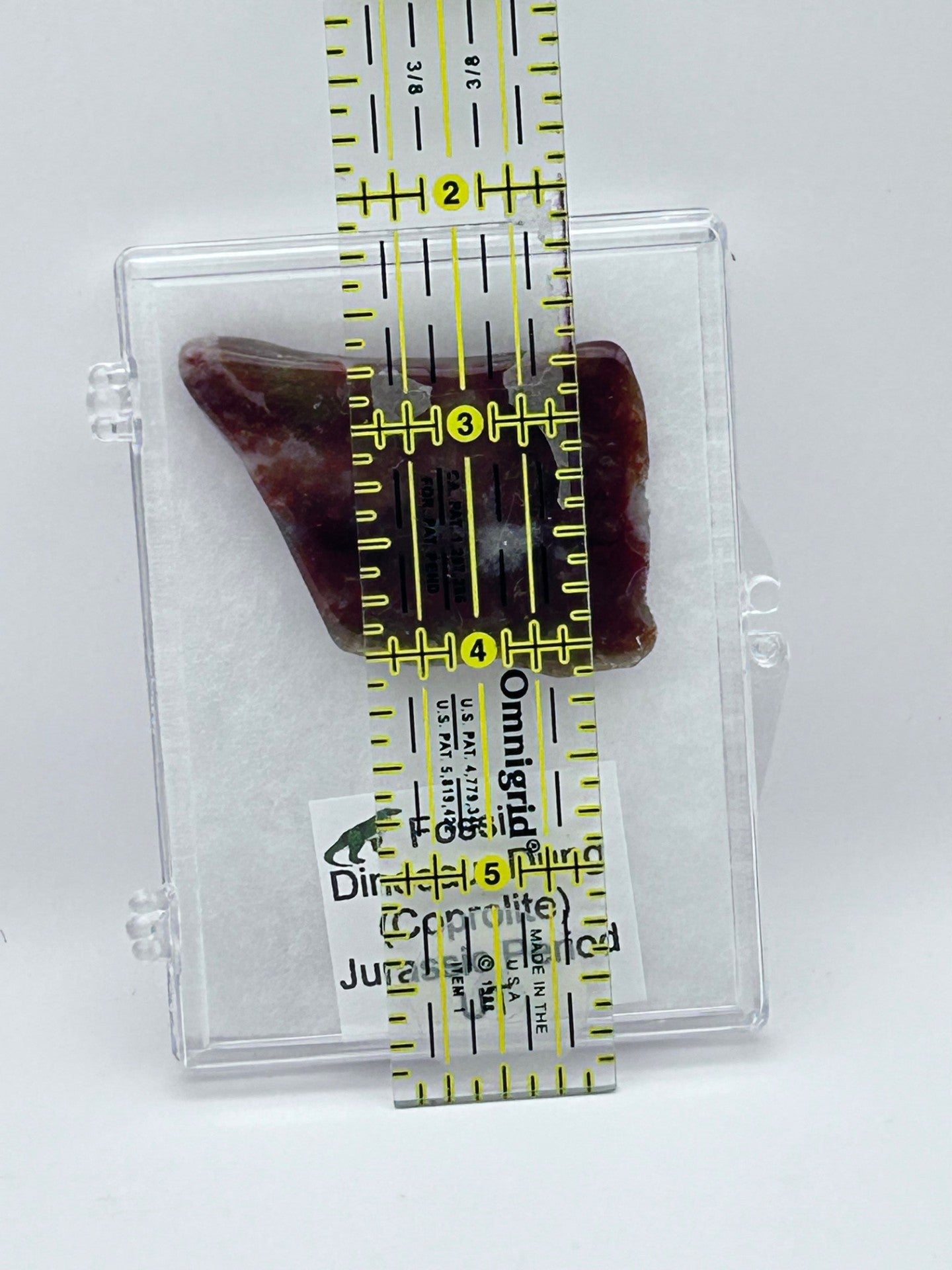 Jurassic Coprolite – Fossilized Dinosaur Dung