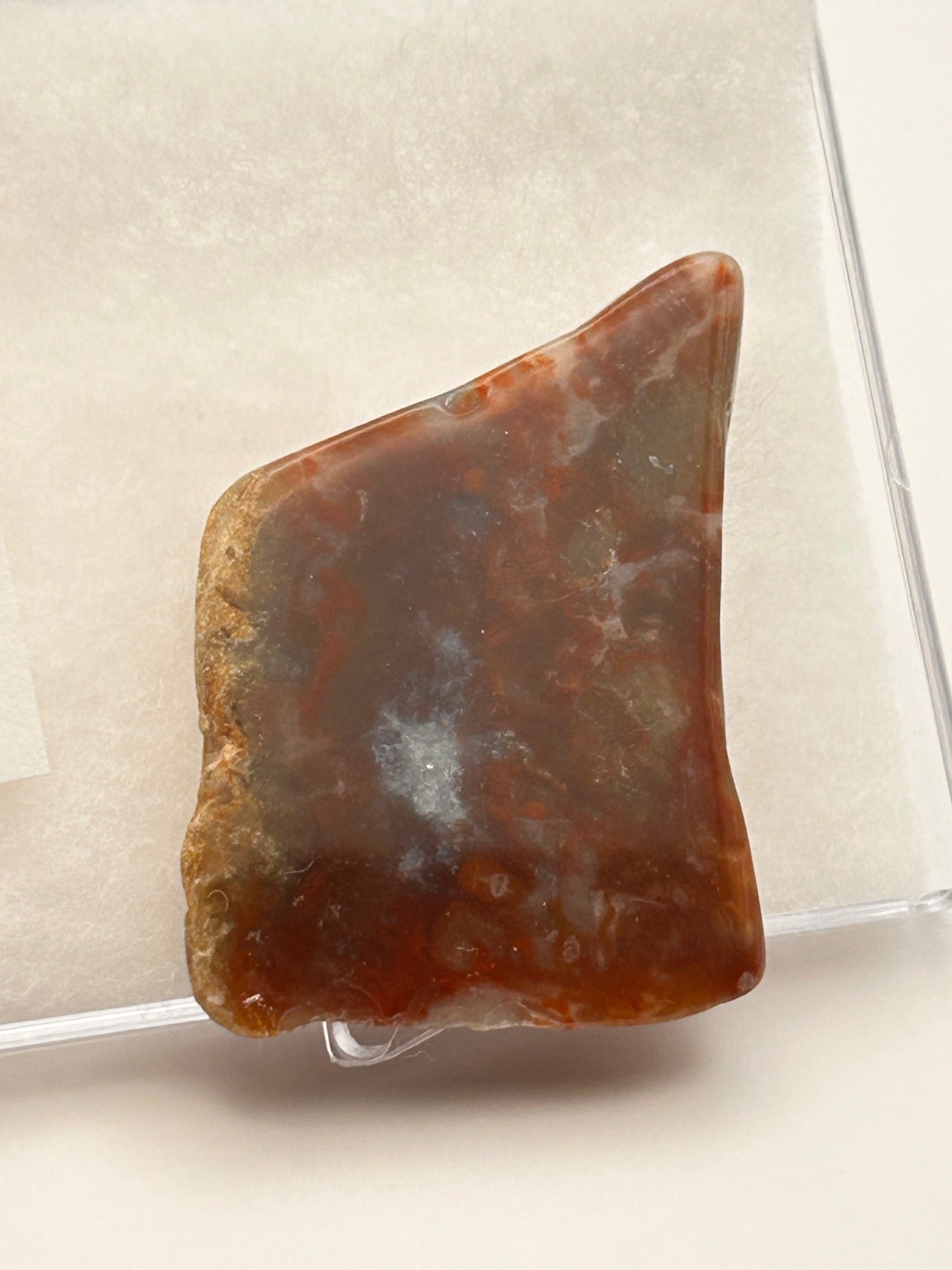 Jurassic Coprolite – Fossilized Dinosaur Dung