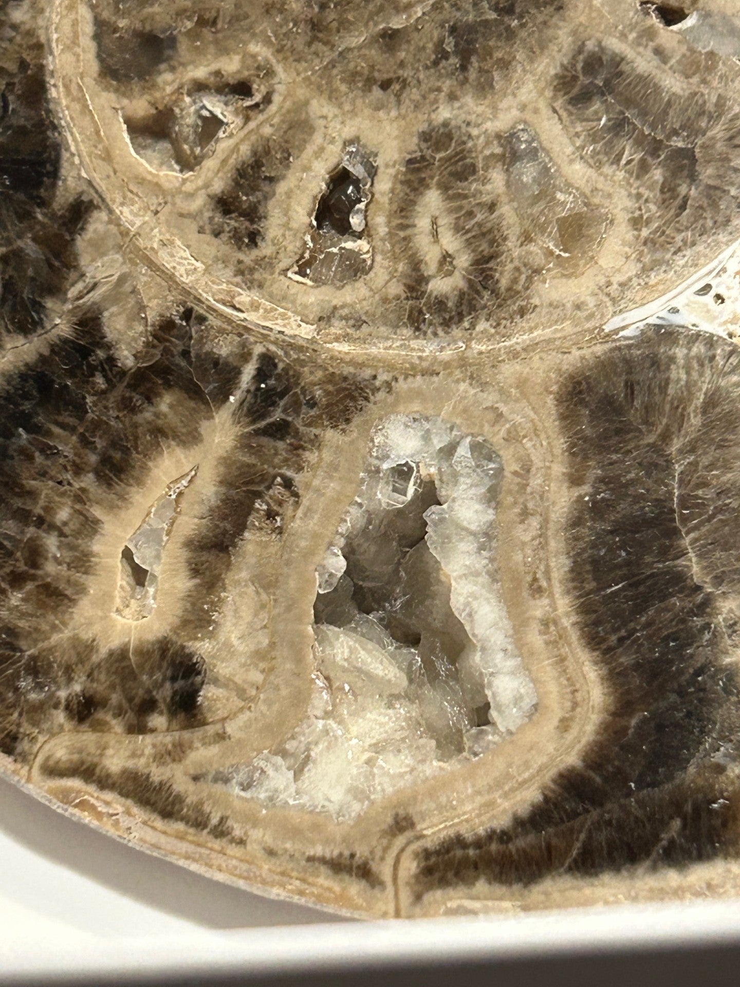 Fossil Ammonite (Choffaticeras)