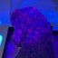 Fluorescent Ruby in Smaragdite