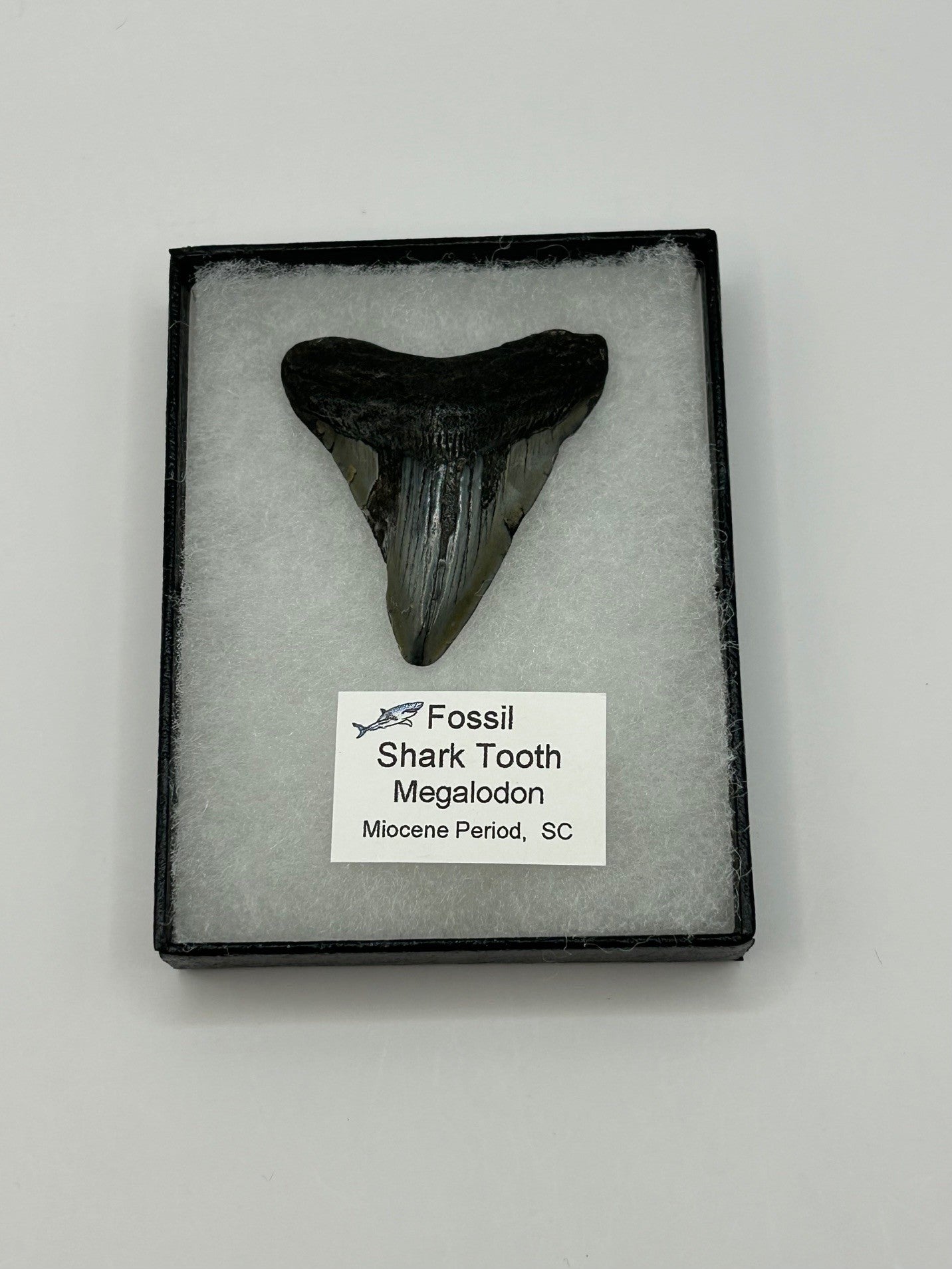 Megalodon Tooth (Carcharocles Megalodon) in Display Case