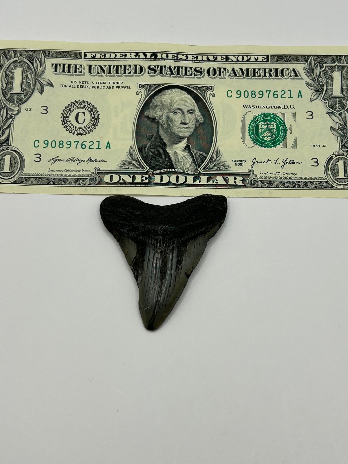 Megalodon Tooth (Carcharocles Megalodon) in Display Case