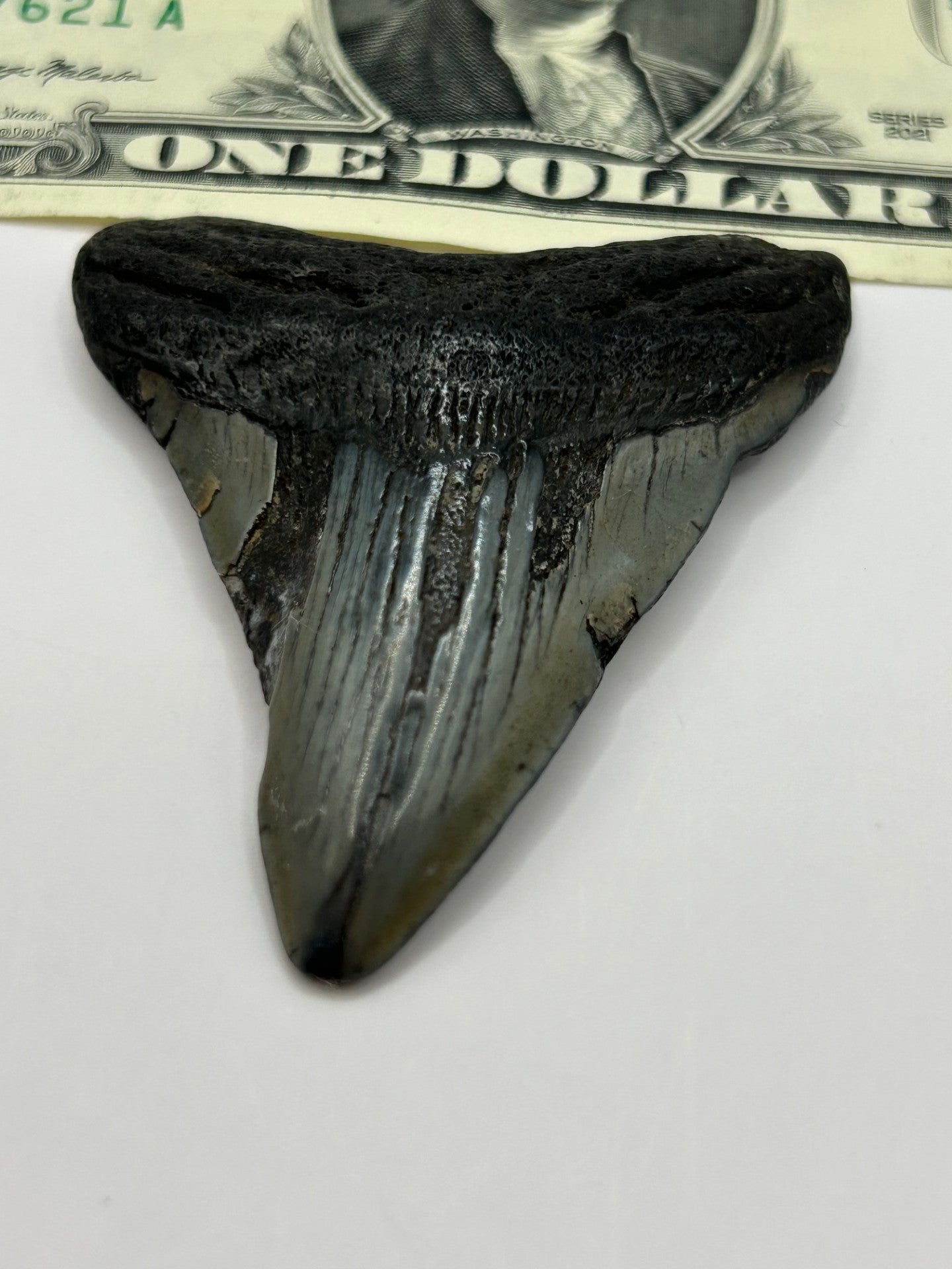 Megalodon Tooth (Carcharocles Megalodon) in Display Case