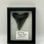 Megalodon Tooth (Carcharocles Megalodon) in Display Case