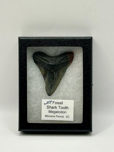 Megalodon Tooth (Carcharocles Megalodon) in Display Case