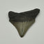 Megalodon Tooth (Carcharocles Megalodon)
