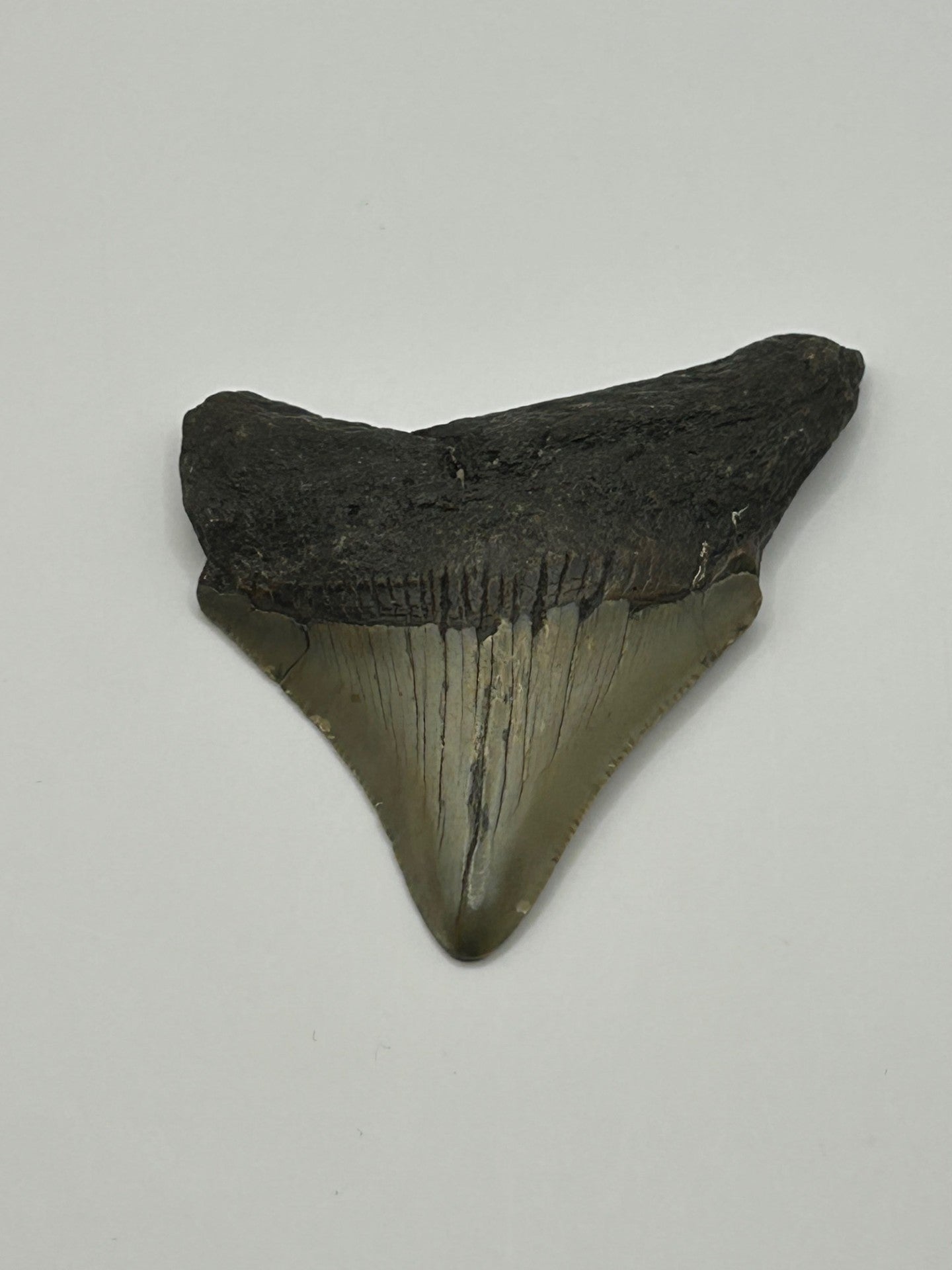 Megalodon Tooth (Carcharocles Megalodon)