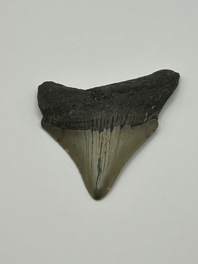 Megalodon Tooth (Carcharocles Megalodon)
