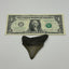 Megalodon Tooth (Carcharocles Megalodon)