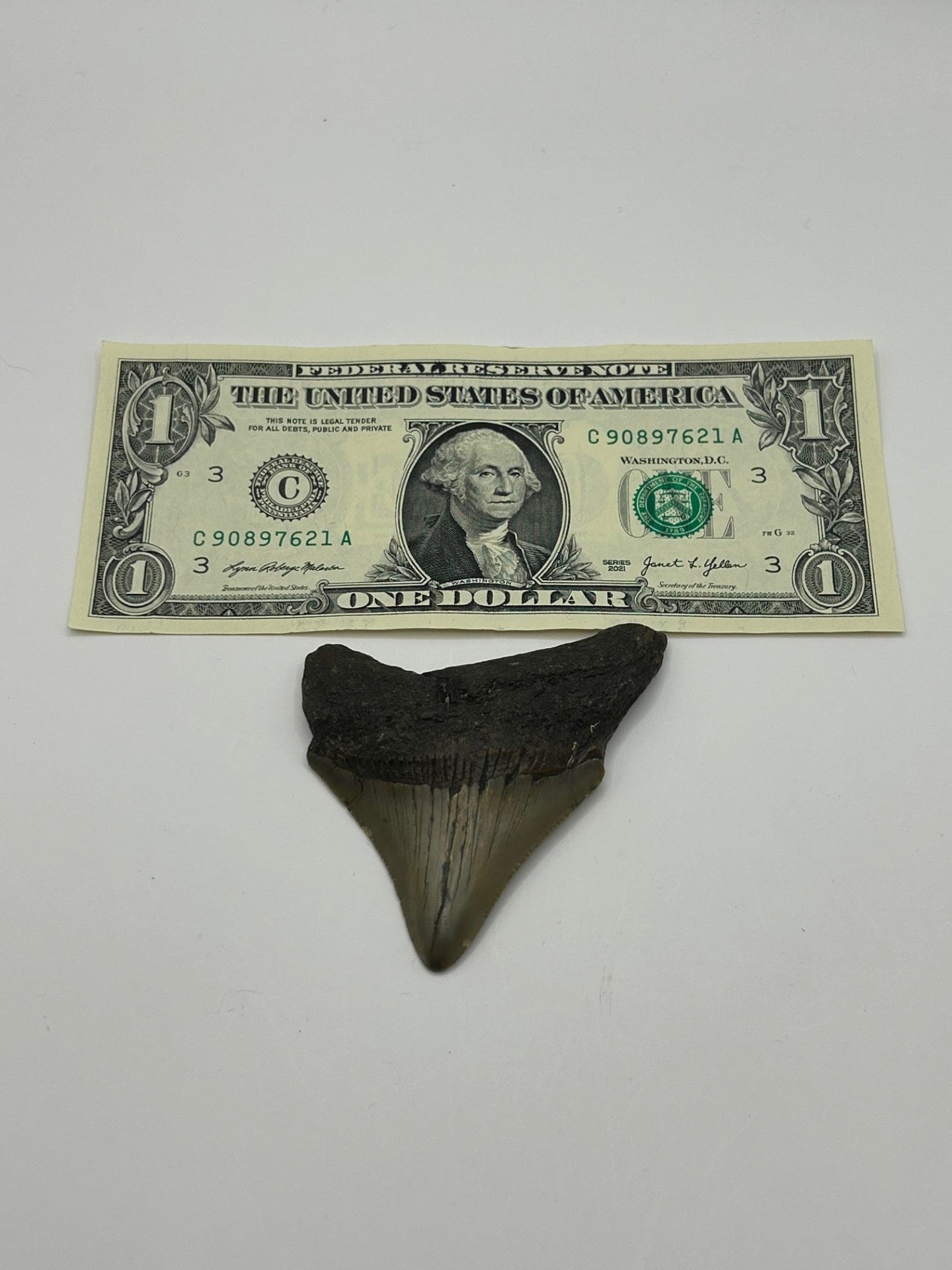 Megalodon Tooth (Carcharocles Megalodon)