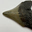 Megalodon Tooth (Carcharocles Megalodon)