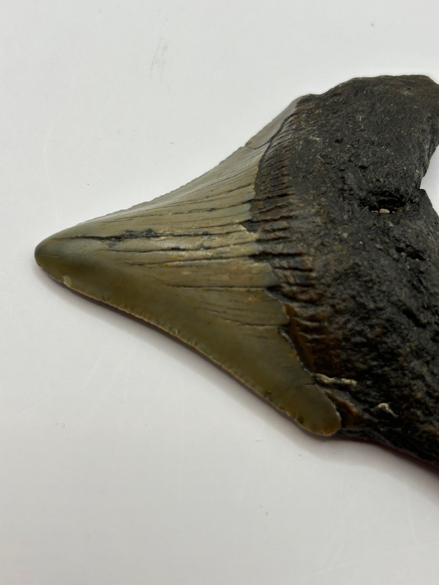 Megalodon Tooth (Carcharocles Megalodon)
