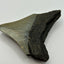 Megalodon Tooth (Carcharocles Megalodon)