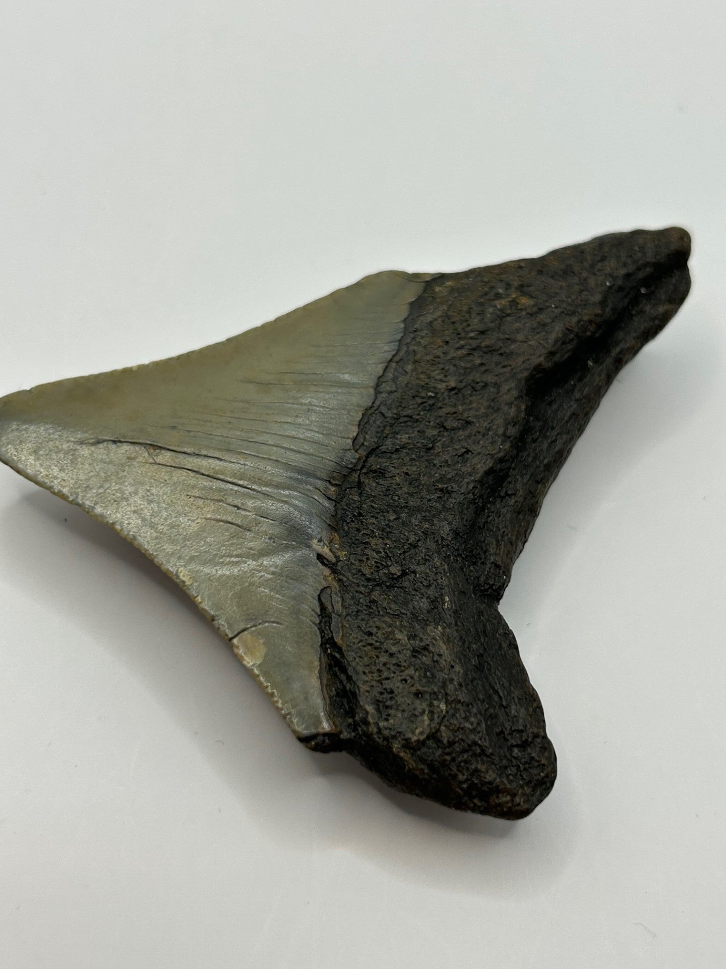 Megalodon Tooth (Carcharocles Megalodon)