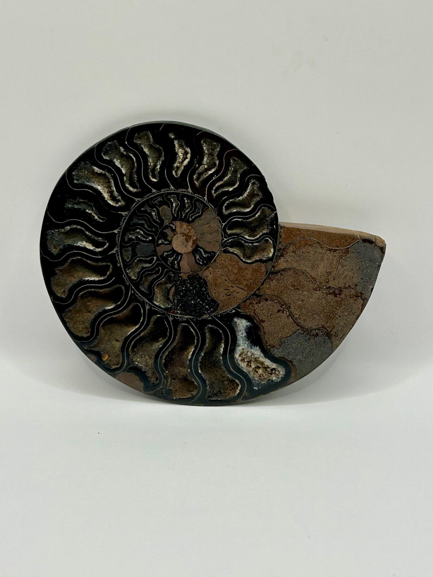 Fossil Ammonite (Cretaceous Period)