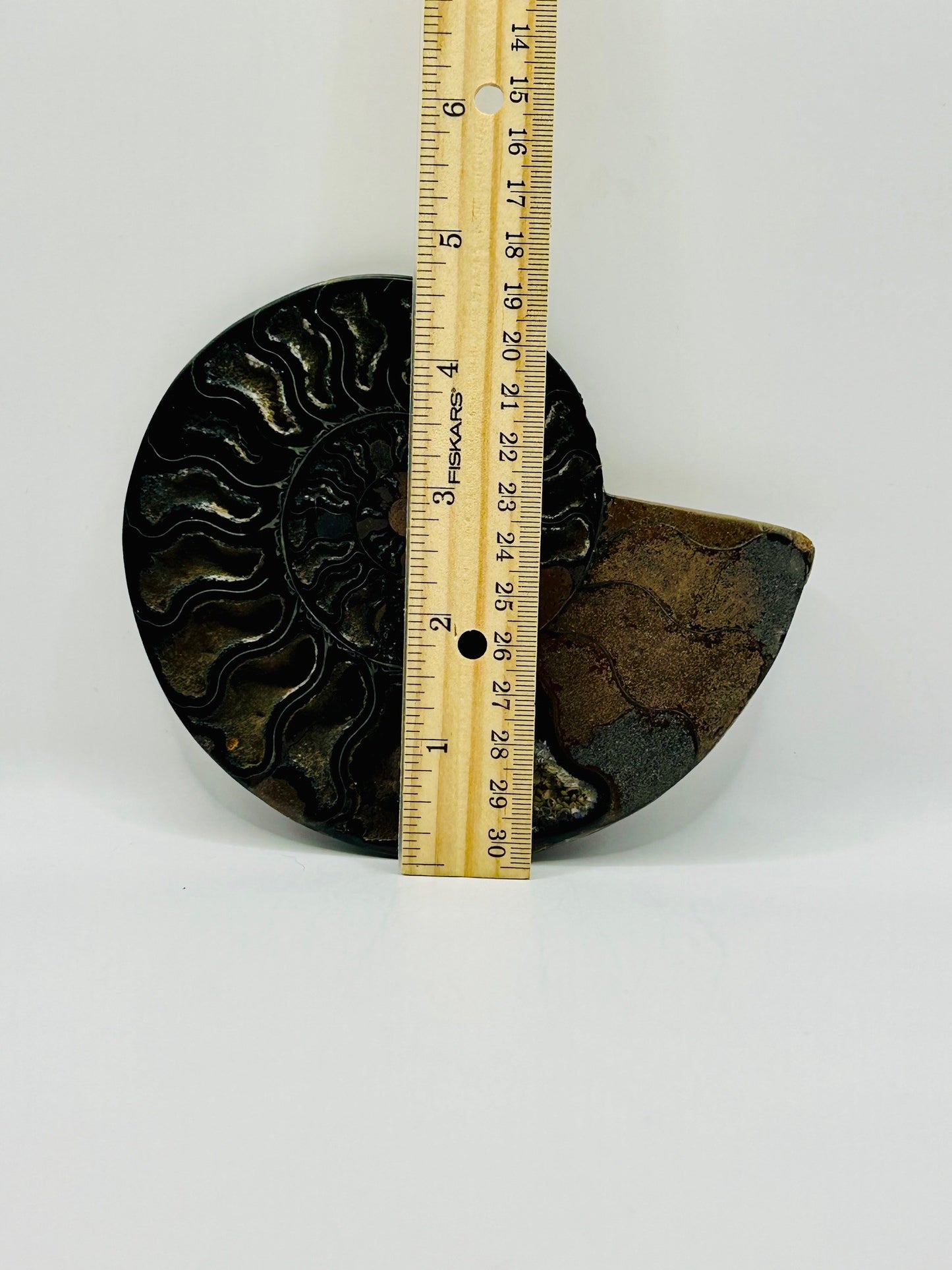 Fossil Ammonite (Cretaceous Period)