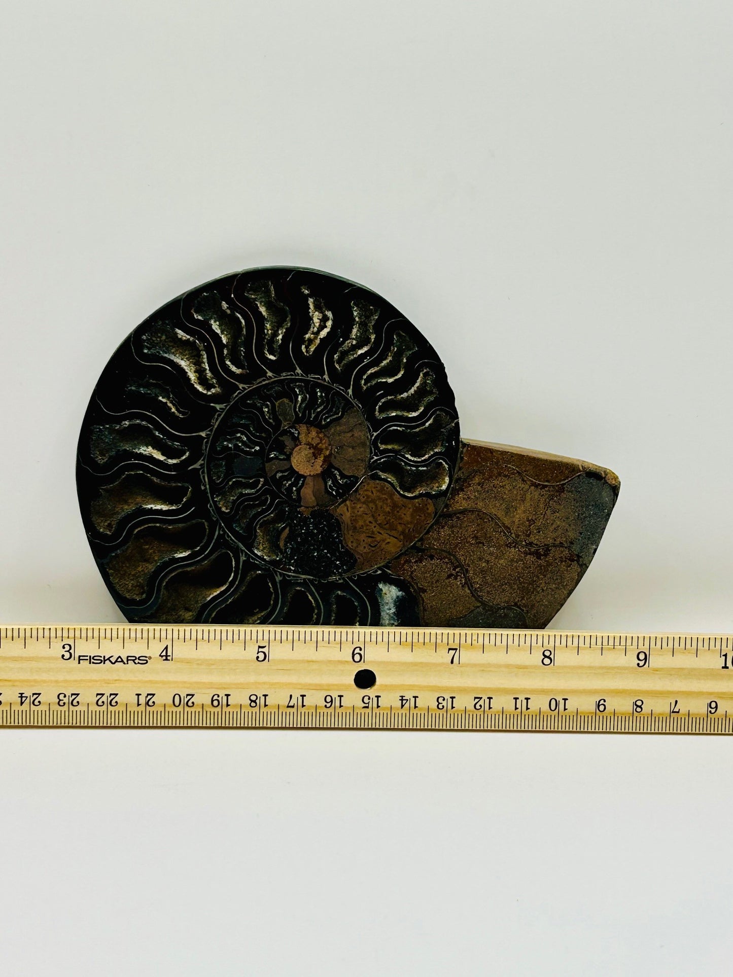 Fossil Ammonite (Cretaceous Period)