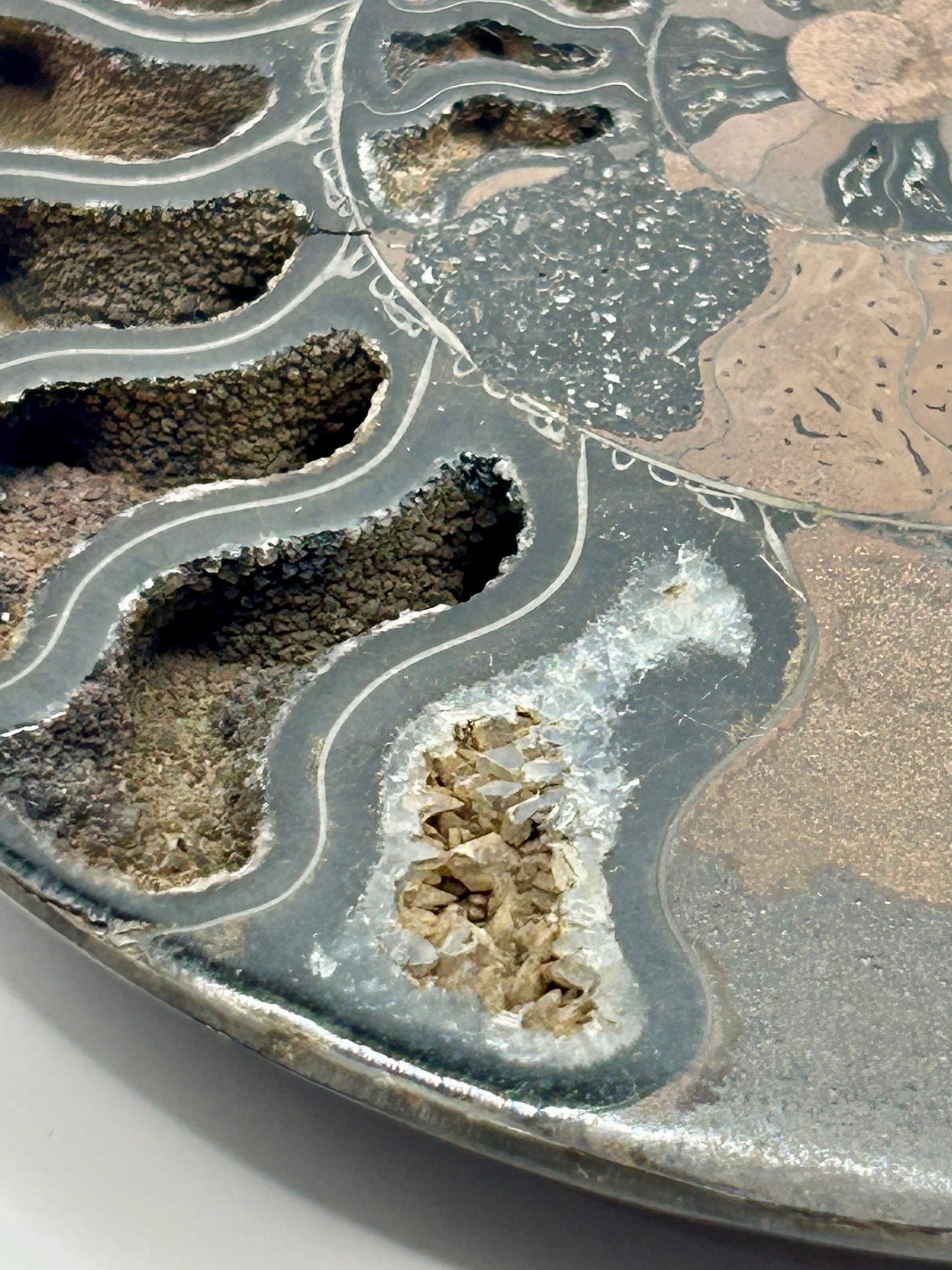 Fossil Ammonite (Cretaceous Period)