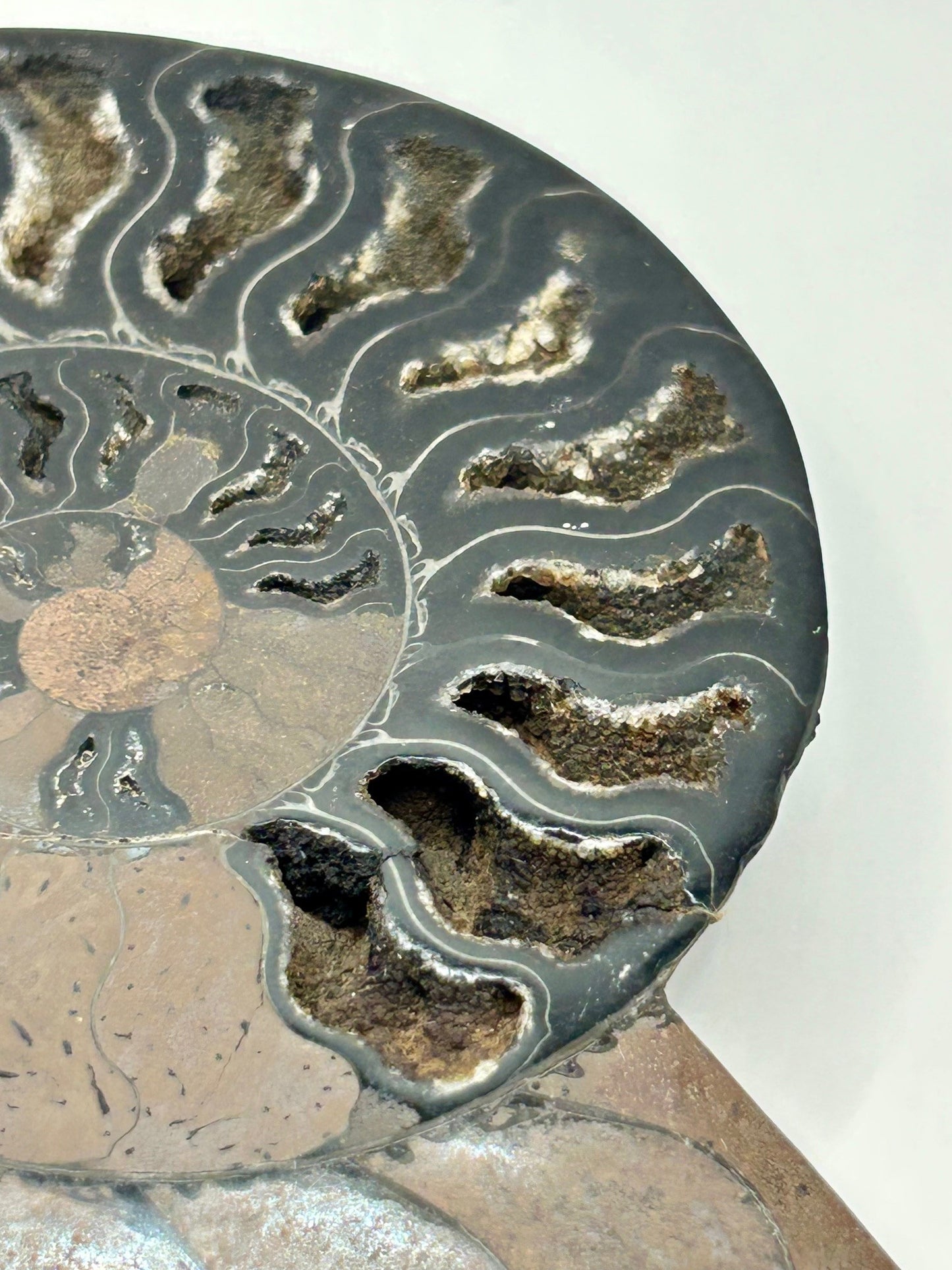 Fossil Ammonite (Cretaceous Period)