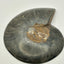 Fossil Ammonite (Cretaceous Period)