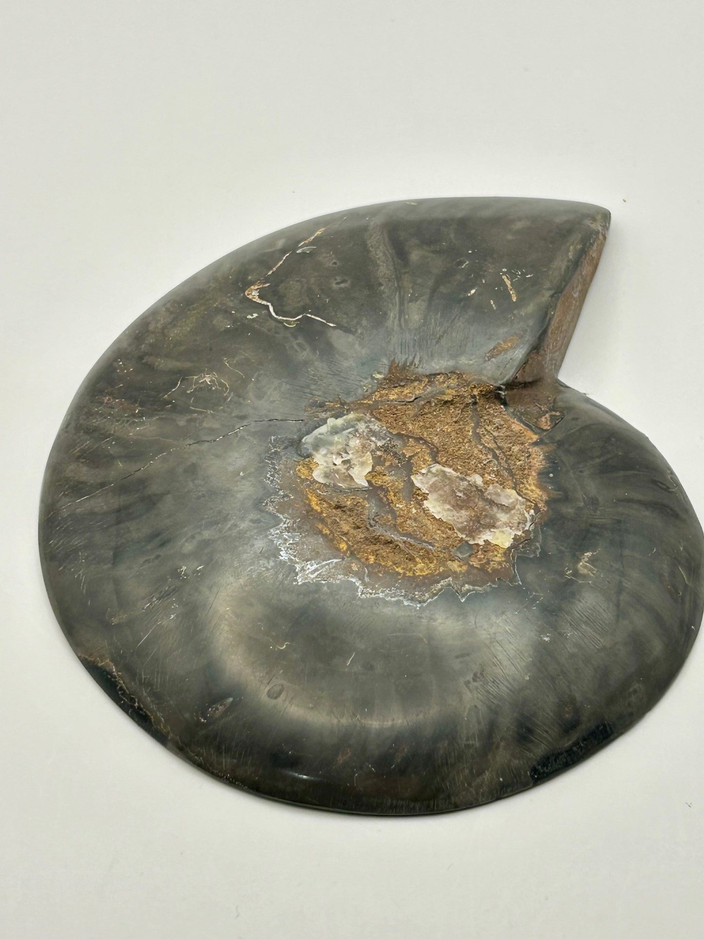 Fossil Ammonite (Cretaceous Period)