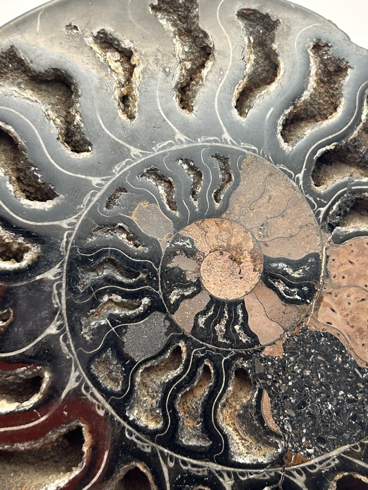 Fossil Ammonite (Cretaceous Period)