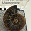 Ammonite Fossil - Cretaceous Period