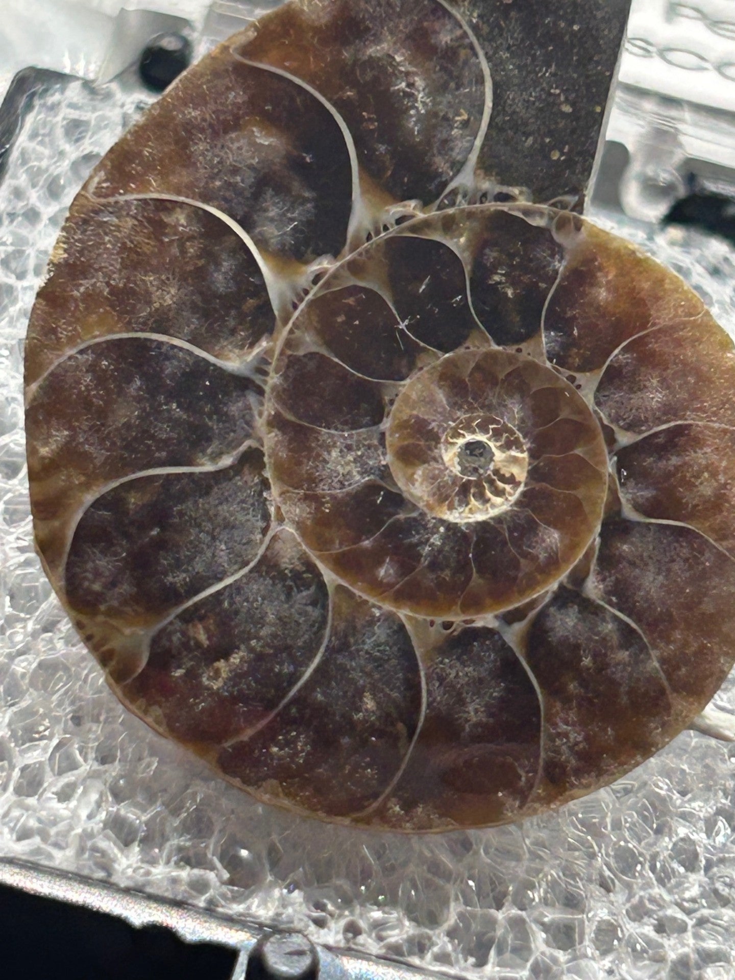 Ammonite Fossil - Cretaceous Period