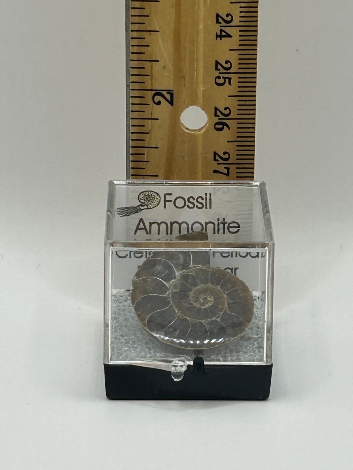 Ammonite Fossil - Cretaceous Period