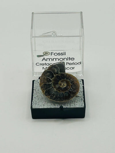 Ammonite Fossil - Cretaceous Period