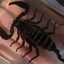 PlayingCardDecks.com-Ominous Deck - Freaky Magic Trick: Scorpion