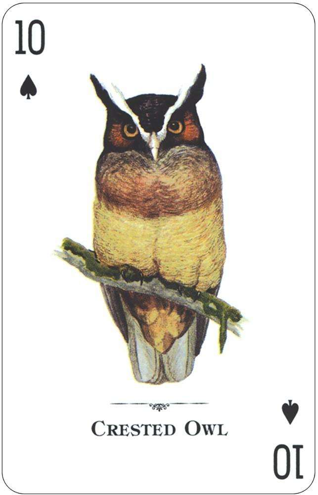 PlayingCardDecks.com-Birds of Prey of the Natural World Playing Cards USGS