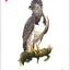 PlayingCardDecks.com-Birds of Prey of the Natural World Playing Cards USGS
