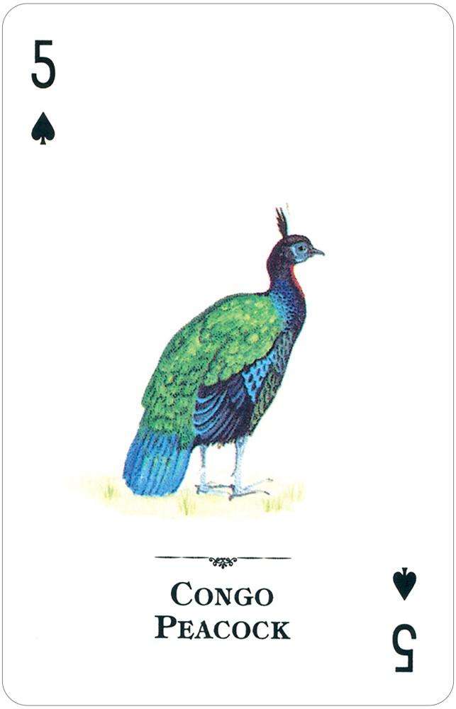 PlayingCardDecks.com-Endangered Species of the Natural World Playing Cards USGS