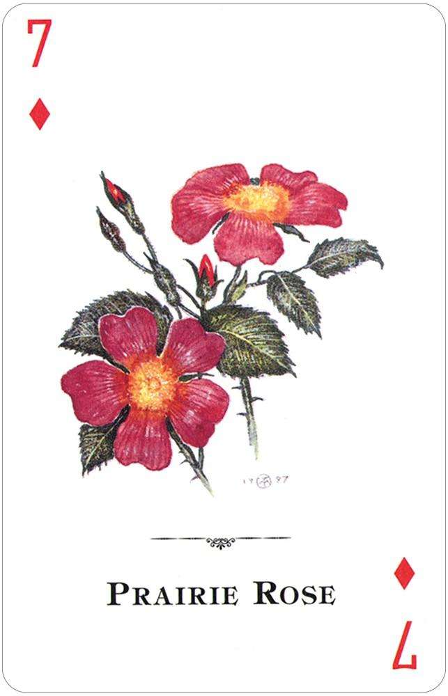 PlayingCardDecks.com-Wildflowers of the Natural World Playing Cards USGS