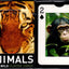 PlayingCardDecks.com-Animals of the Wild Playing Cards Piatnik