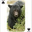 PlayingCardDecks.com-Bears Playing Cards