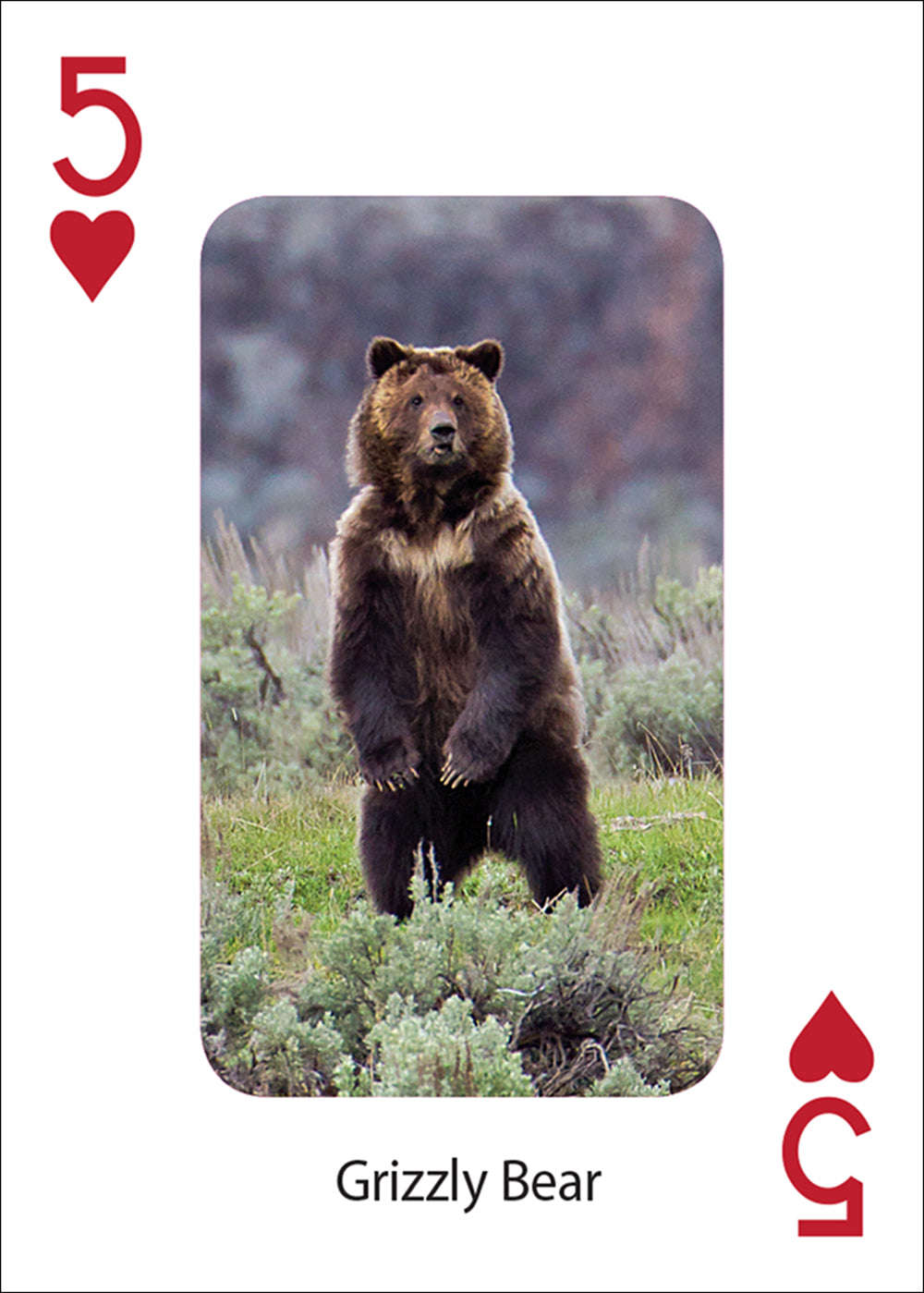 PlayingCardDecks.com-Bears Playing Cards