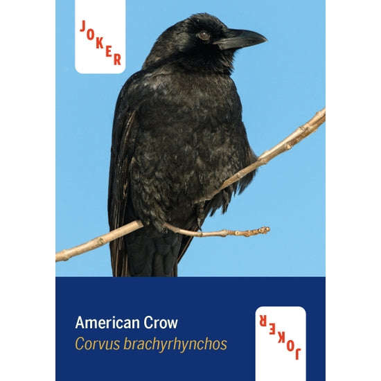 PlayingCardDecks.com-Birds of North America Playing Cards
